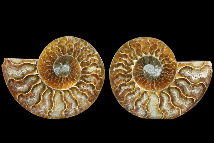 Cut & Polished Ammonite Fossil - Agatized #78369